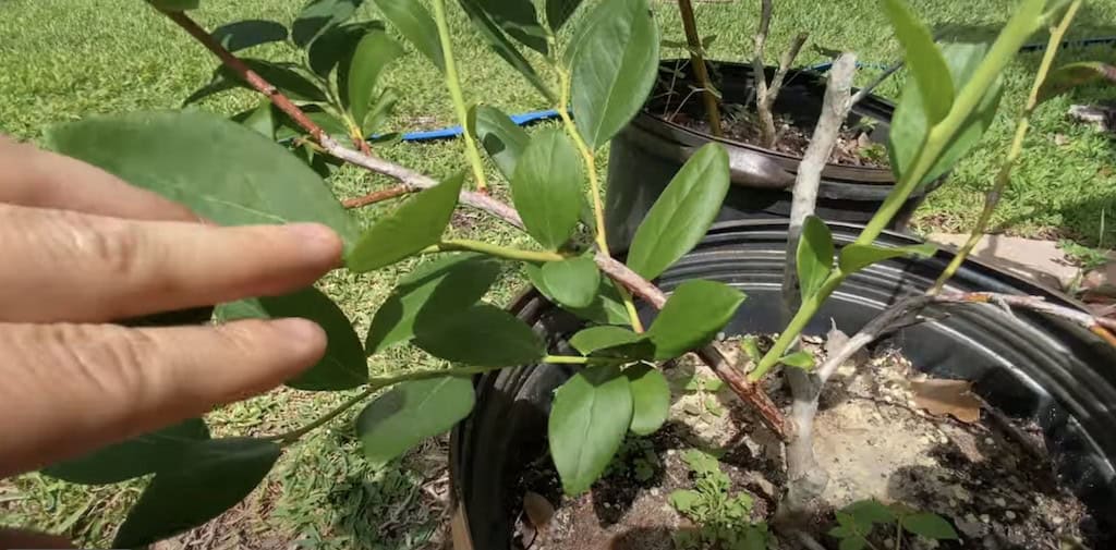 Blueberry Plant Branching